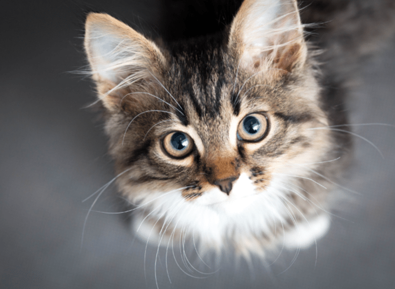 Nisyst provides purr-fect solution for cats protection